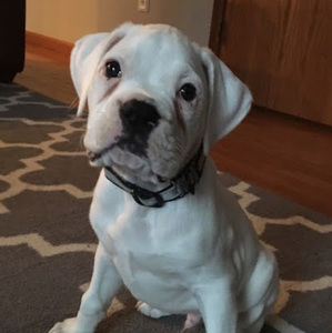 Meet your Posher, Randall